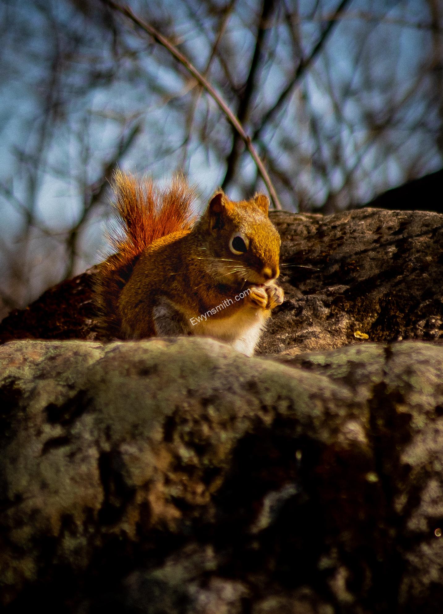 photo of a squirrel eating